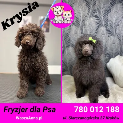 🐕🩷 Psi Fryzjer WaszaAnna Dla Psa i Kota